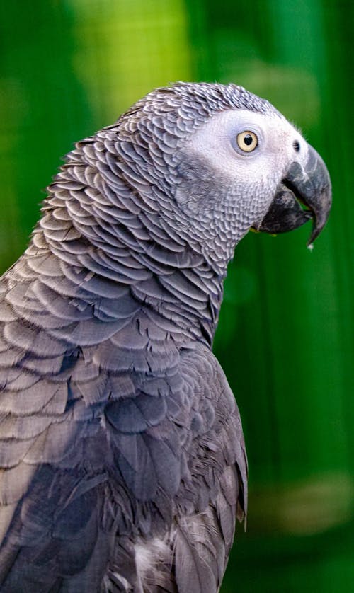 有关动物, 垂直拍摄, 灰鹦鹉的免费素材图片