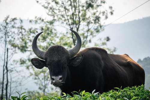 有关动物, 动物摄影, 印度野牛的免费素材图片