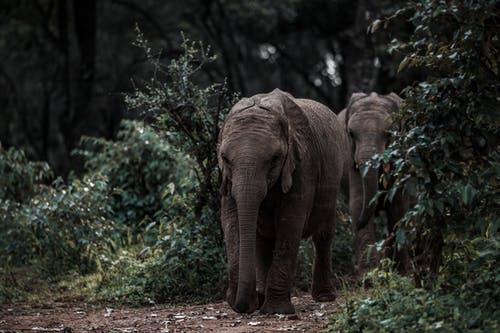 有关丛林, 哺乳动物, 大象的免费素材图片
