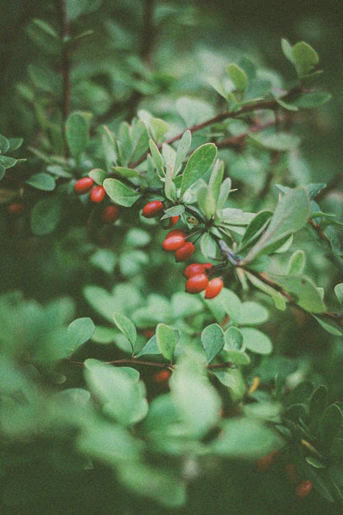 有关分公司, 垂直拍摄, 天性的免费素材图片