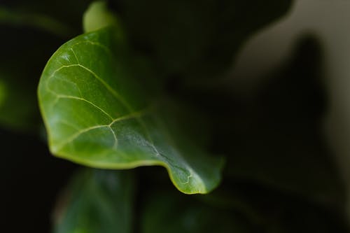 有关微距拍摄, 景深, 极端特写镜头的免费素材图片