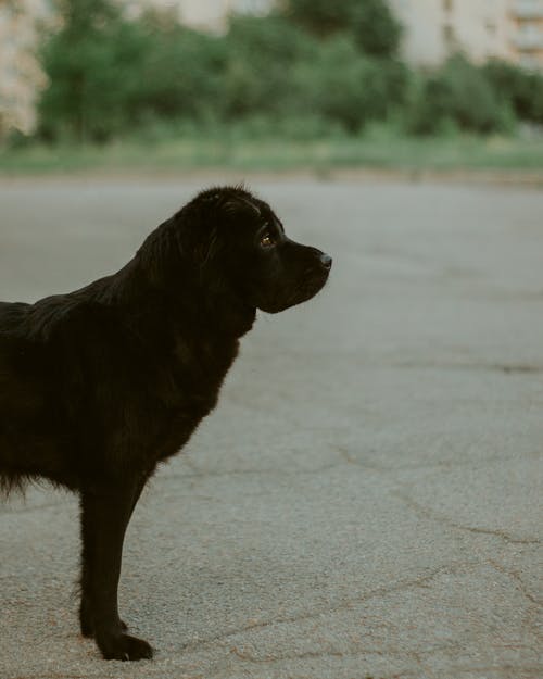 有关伴侣, 侧面图, 可爱的免费素材图片