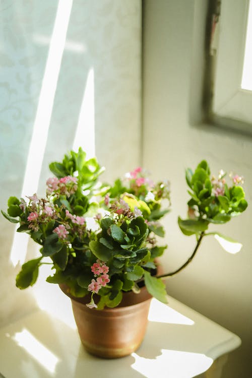 有关垂直拍摄, 增长, 室内植物的免费素材图片