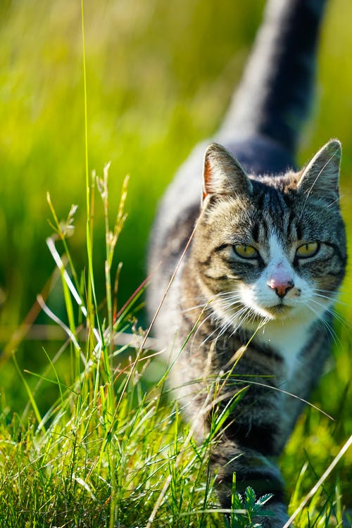 有关动物, 动物摄影, 可爱的免费素材图片