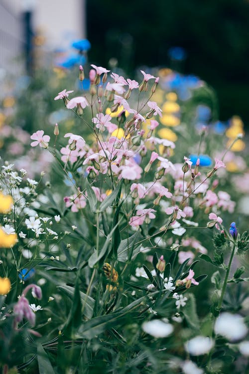 有关倾斜移位, 增长, 微妙的免费素材图片