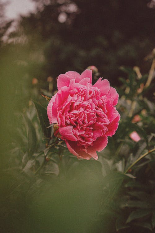 有关垂直拍摄, 户外, 植物群的免费素材图片