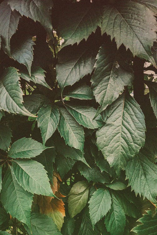 有关垂直拍摄, 树叶, 特写镜头的免费素材图片