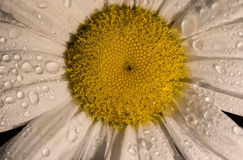 有关工厂, 植物群, 水滴的免费素材图片