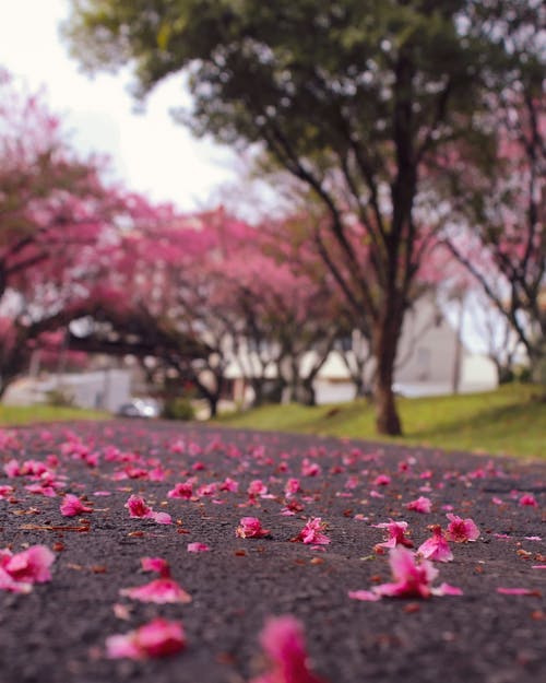 有关低角度拍攝, 地面, 垂直拍摄的免费素材图片