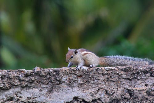有关侧面图, 动物, 动物摄影的免费素材图片