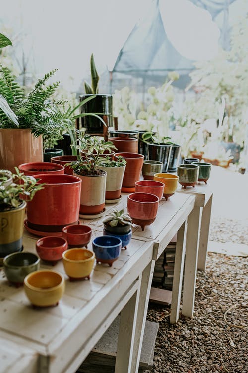 有关垂直拍摄, 植物, 盆栽的免费素材图片