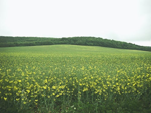 有关增长, 天性, 户外的免费素材图片