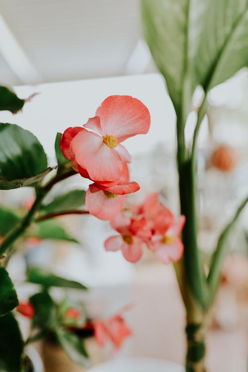 有关垂直拍摄, 植物群, 特写镜头的免费素材图片