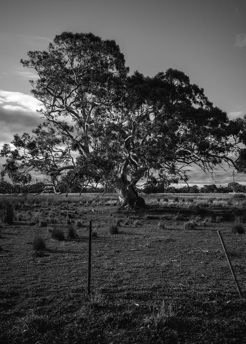 有关单色, 垂直拍摄, 天性的免费素材图片