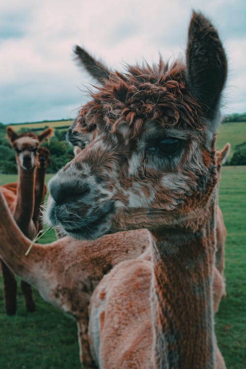 有关一群动物, 动物摄影, 哺乳动物的免费素材图片