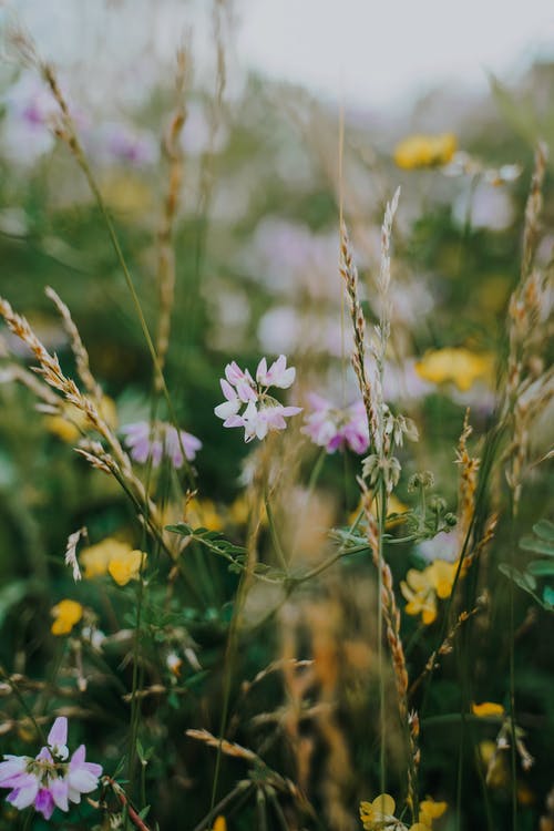 有关垂直拍摄, 增长, 微妙的免费素材图片