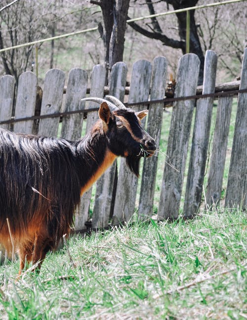 有关哺乳动物, 垂直拍摄, 家畜的免费素材图片