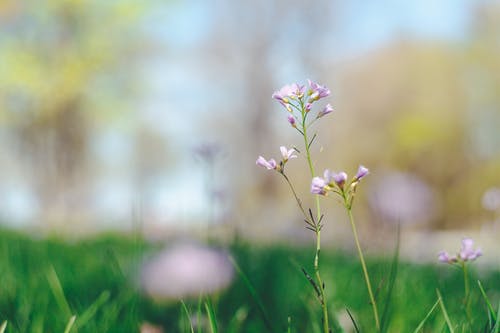 有关壁纸, 天性, 微妙的免费素材图片
