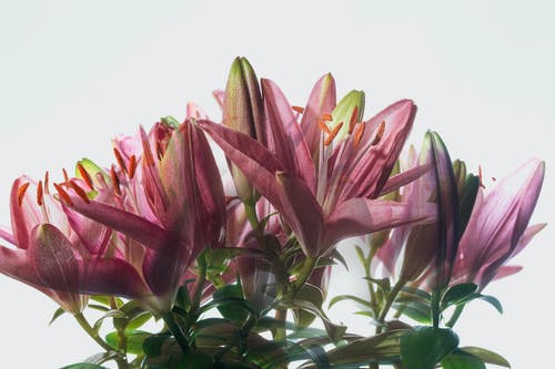 有关增长, 微距拍摄, 植物群的免费素材图片