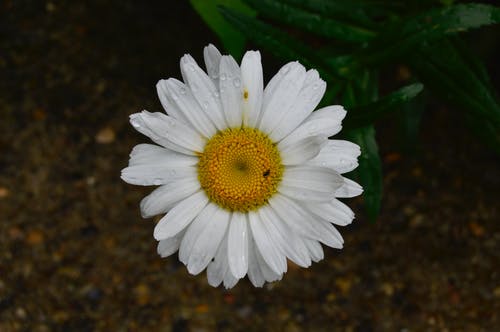 有关头顶射击, 从上面, 微妙的免费素材图片