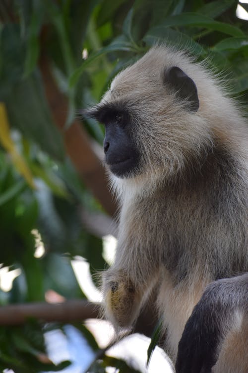 有关动物园, 动物摄影, 档案视图的免费素材图片