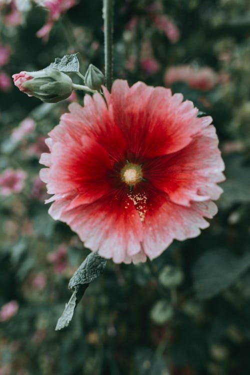 有关倾斜移位, 新鲜, 绽放的花朵的免费素材图片