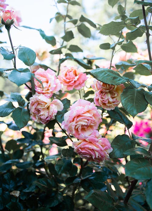 有关垂直拍摄, 增长, 天性的免费素材图片