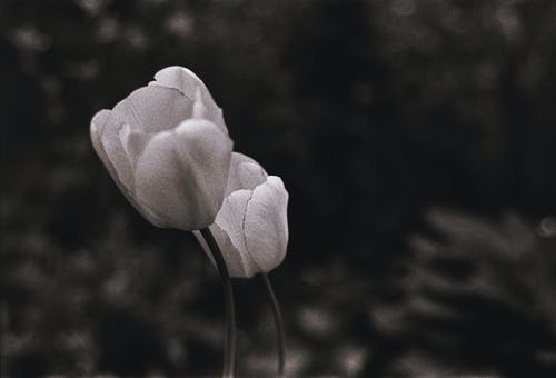 有关单色, 增长, 微妙的免费素材图片