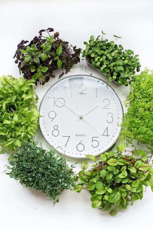 有关挂钟, 树叶, 绿色植物的免费素材图片