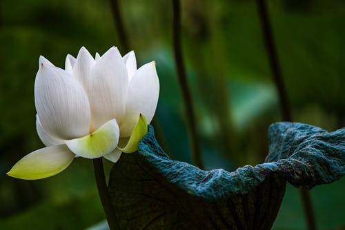 有关充满活力, 壁纸, 植物群的免费素材图片