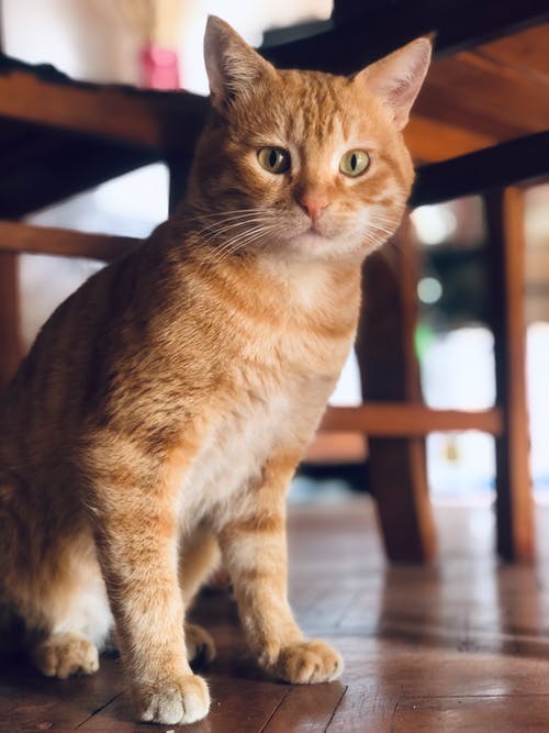 有关凝视, 动物, 原本的免费素材图片