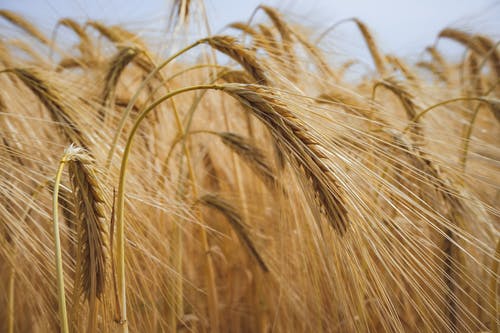 有关乾的, 大麦, 小麦的免费素材图片