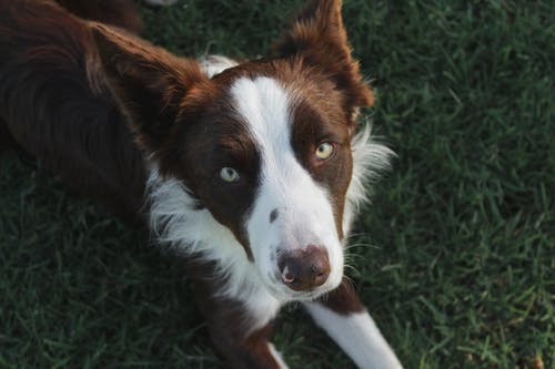 有关可爱, 品种, 哺乳动物的免费素材图片