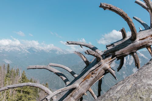 有关乾的, 原本, 天性的免费素材图片