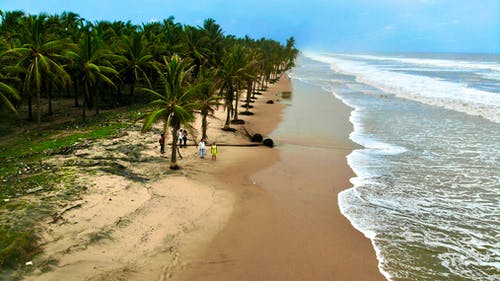 有关招手, 棕榈树, 椰子树的免费素材图片