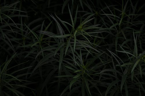 有关增长, 多叶, 工厂的免费素材图片