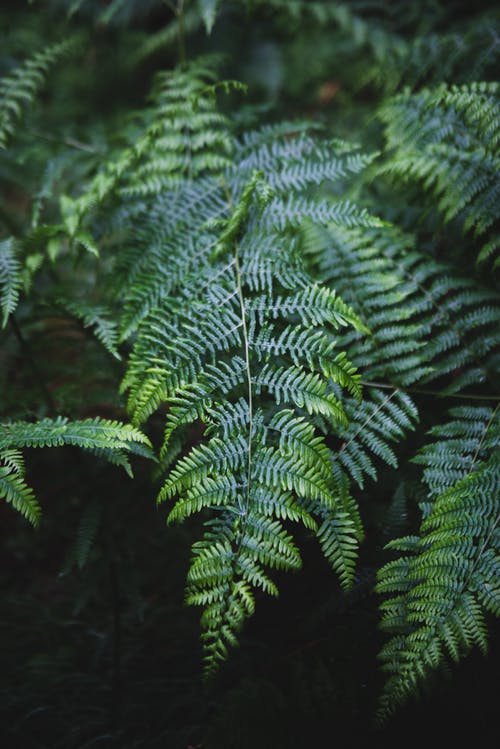 有关垂直拍摄, 增长, 天性的免费素材图片