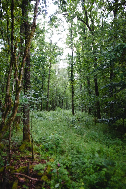 有关垂直拍摄, 天性, 森林的免费素材图片