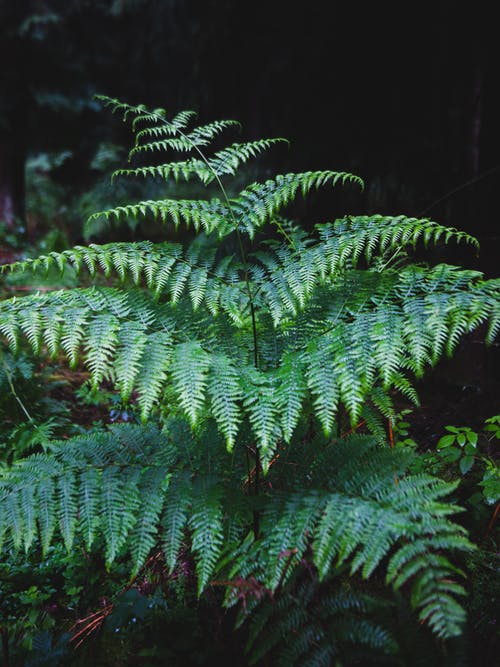 有关增长, 夏天, 工厂的免费素材图片