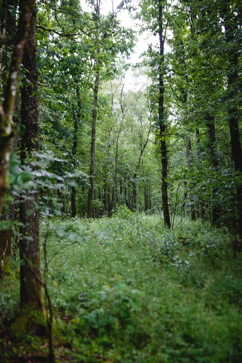 有关垂直拍摄, 天性, 森林的免费素材图片