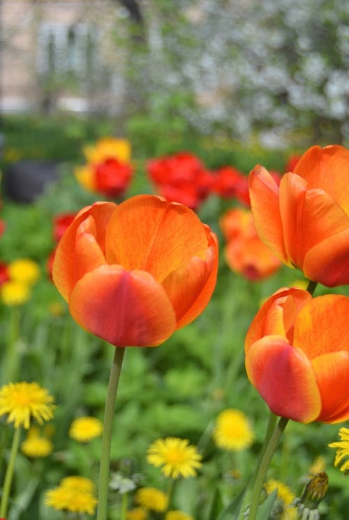 有关天性, 户外, 植物群的免费素材图片
