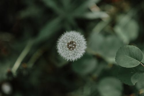 有关增长, 天性, 微妙的免费素材图片