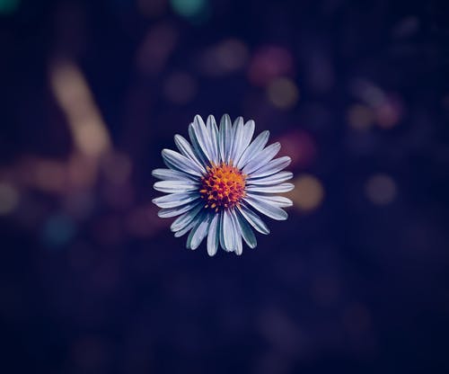 有关专注, 植物群, 模糊背景的免费素材图片