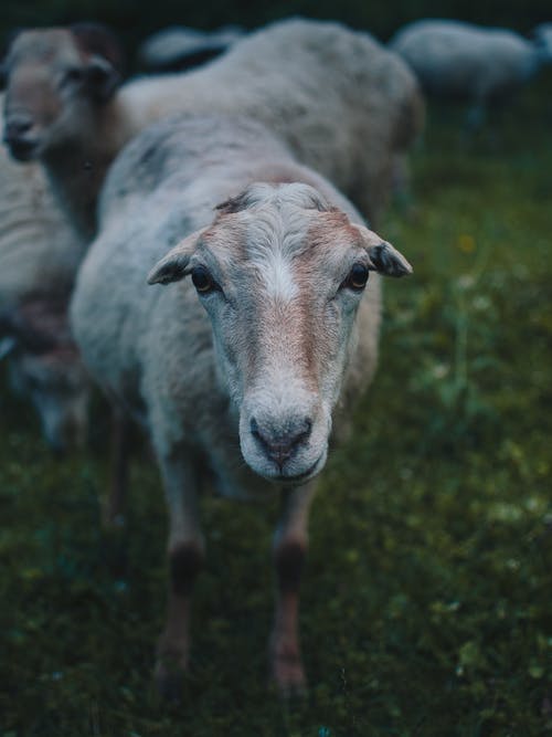 有关动物, 哺乳动物, 垂直拍摄的免费素材图片