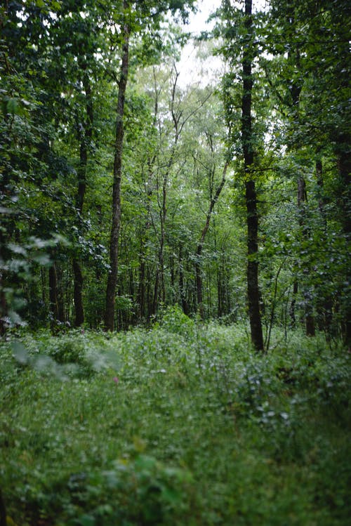 有关垂直拍摄, 天性, 森林的免费素材图片