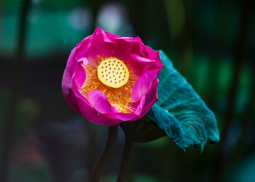 有关植物群, 树叶, 水生植物的免费素材图片