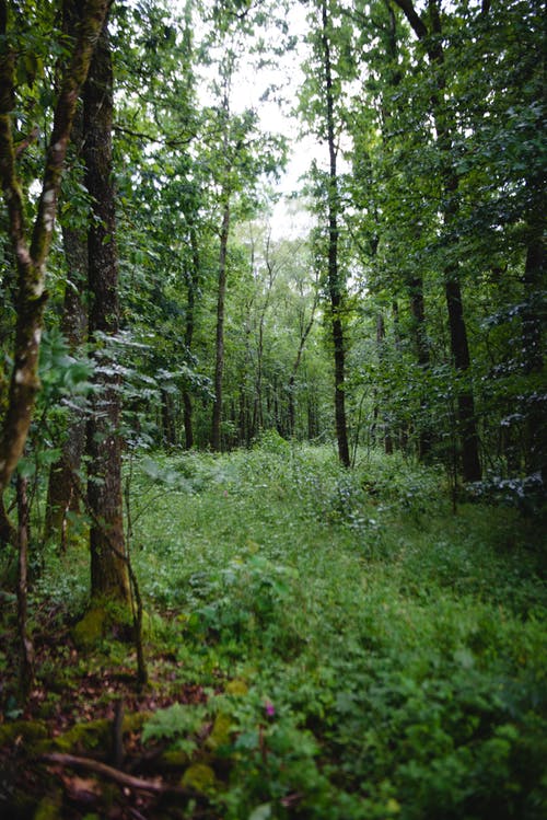有关垂直拍摄, 天性, 森林的免费素材图片