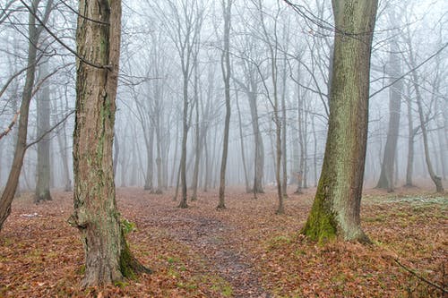 有关乾枯, 光秃秃的树木, 天性的免费素材图片