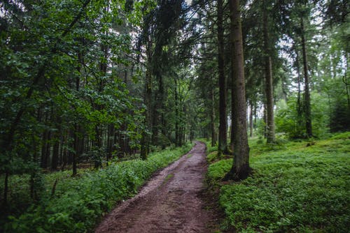 有关夏天, 小路, 指导的免费素材图片