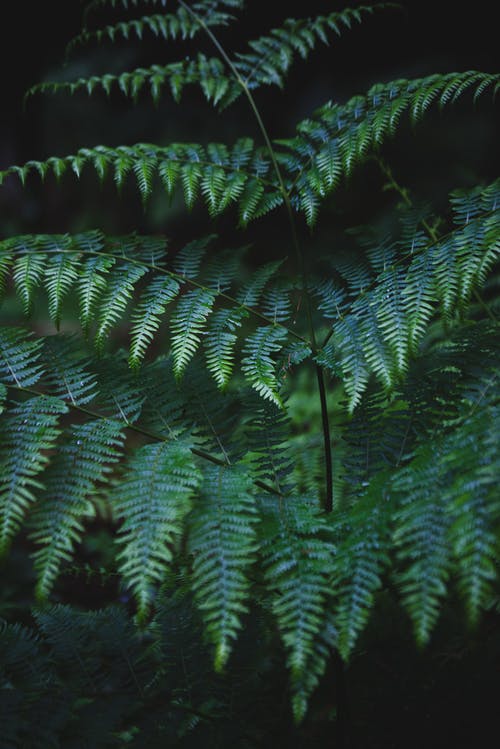 有关垂直拍摄, 增长, 天性的免费素材图片